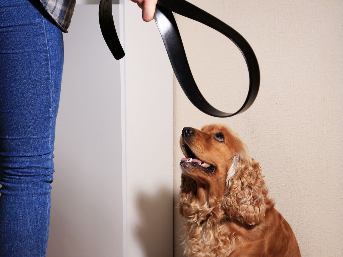Investigatori e tutela degli animali